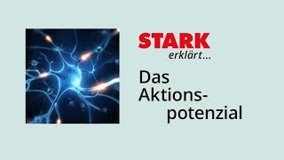 Das Aktionspotenzial  STARK erklärt [upl. by Nnilsia538]