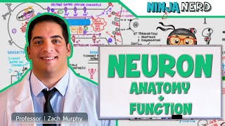 Neurology  Neuron Anatomy amp Function [upl. by Mcneil]