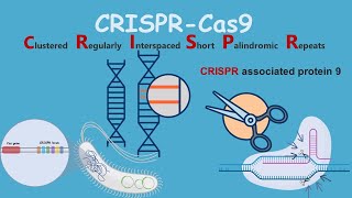 How to perform a CRISPR Knockin Experiment [upl. by Catton146]