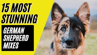 German Shepherd Mixes  15 STUNNING Mixes with the MIGHTY GSD [upl. by Acinoda858]