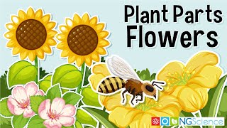 Plant Parts – Flowers [upl. by Nomor261]