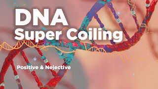 DNA Super Coiling  Types Positive amp Negative [upl. by Hairej]