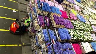 Aalsmeer Royal Holland Flower Auction by Iskamdaletya [upl. by Kaete136]