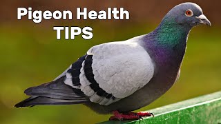 Pigeon Diseases and Treatment [upl. by Amikay]