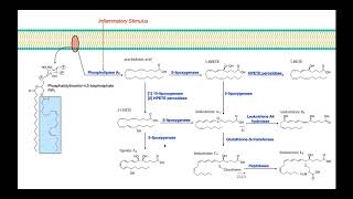 Eicosanoid Biosynthesis Part 2  Leukotrienes [upl. by Herod]