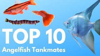 Angelfish Tankmates 10 Fish You Can Keep with Angelfish [upl. by Lucrece]