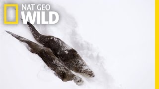 River Otters on the Run  Wild Yellowstone [upl. by Dnanidref]