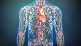 The Science of Nitric Oxide  Consumer Health Animation [upl. by Ruberta]