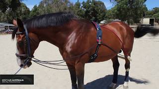 How to Lunge your Horse with Training Aids [upl. by Ludlow]