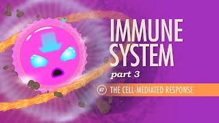 Immune System Part 3 Crash Course Anatomy amp Physiology 47 [upl. by Reniar91]