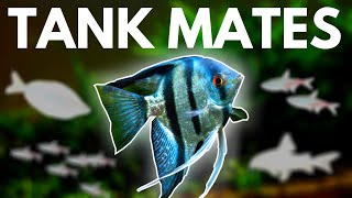 Angelfish Tank Mates 10 Fish You Can Keep with Angelfish [upl. by Poppo533]