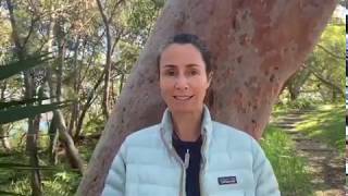 Angophora Trees [upl. by Lovett]