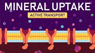 Plant Nutrition Mineral Absorption  Part 2 [upl. by Suinuj61]