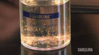 How to Care for Daphnia [upl. by Surtemed980]