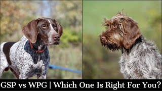 Wire Haired Pointing Griffon vs German Shorthaired Pointer  Which One Is Right For You [upl. by Yelknirb]