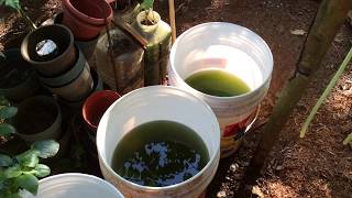 How to grow Green Water Algae [upl. by Ainola985]