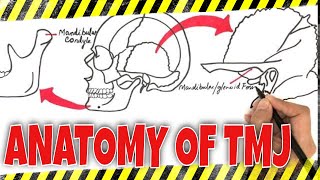 Anatomy of TMJ Temporomandibular Joint [upl. by Keiko]