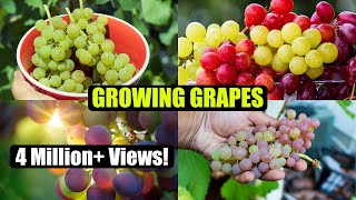 How to Grow Grapes A Complete Garden Growing Guide [upl. by Annehs]