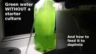 Green Water WITHOUT a Starter Culture  From Scratch  How To [upl. by Aeslahc]