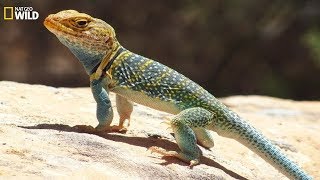 National Geographic Wild  Wild life of the reptiles lizards  BBC [upl. by Aliwt194]