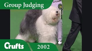 Old English Sheepdog wins Pastoral Group Judging at Crufts 2002 [upl. by Stodder962]