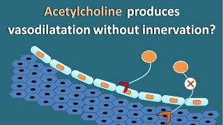 How Acetylcholine produces vasodilatation without innervation [upl. by Nanyt]