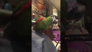 Parrot Urges Owner to Play Peekaboo  1073796 [upl. by Roswald]