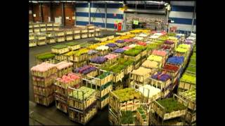 AALSMEER FLOWER MARKET Holland [upl. by Uwkuhceki285]