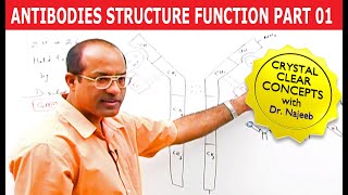 Antibodies  Immunoglobulins Structure amp Function  Part 1 [upl. by Yeltsew]