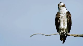 Peregrine Falcon Attempts to Steal Prey from Osprey [upl. by Domenico]