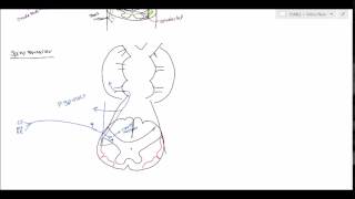 Neuroanatomy  Spinocerebellar Tract USMLE [upl. by Amado222]