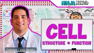 Cell Biology  Cell Structure amp Function [upl. by Lemmueu149]