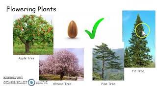 Plant Reproduction Classification [upl. by Anoli687]