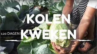 Kolen kweken van zaaien tot oogsten [upl. by Luapsemaj]