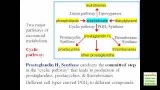 Eicosanoid Synthesis [upl. by Inasah]