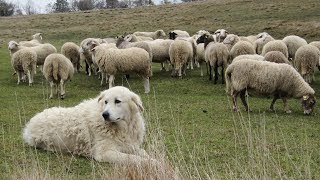 Maremma Sheepdogs  Fearless Flock Guardians [upl. by Auhel]