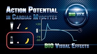 Action Potential in Cardiac Myocytes [upl. by Aynotahs]