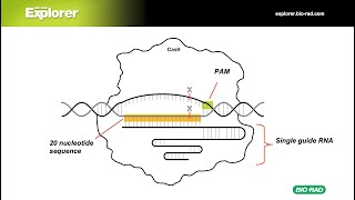 4 CRISPR Cas9  Gene Regulation with dCas9 [upl. by Savart959]