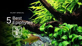 Top 5 Best Aquarium Plants to Attach to WoodRock [upl. by Leena193]