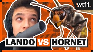 Funniest F1 Stream Ever  Lando Norris vs A Wasp [upl. by Akiv]