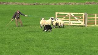 Irish National Sheepdog Trials 2016 JP McGees Glencregg SilverJnr [upl. by Harrus]