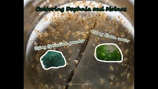 How To Culture Daphnia and Moinas using Green Water Spirulina powder [upl. by Harvison]