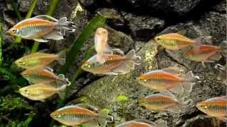 Congo Tetras Phenacogrammus interruptus [upl. by Lledo]