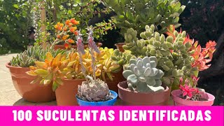 100 SUCULENTAS IDENTIFICADAS  Nombres Cientificos [upl. by Thirzia]