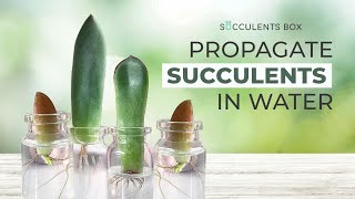 HOW TO PROPAGATE SUCCULENTS IN WATER  EASY SUCCULENT PROPAGATION TIPS [upl. by Anoyk]