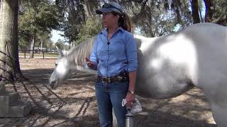 Howto Free Lunge Your Horse Correctly [upl. by Atcliffe]