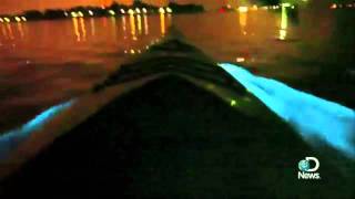 Bioluminescent Waves Explained [upl. by Adnopoz]