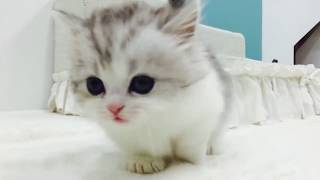 munchkin cat short leg lovely cat [upl. by Gnuoy]