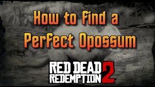 RDR2  How To Find A Perfect Opossum [upl. by Hellah]