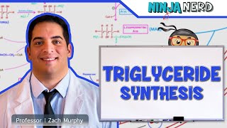 Metabolism  Triglyceride Synthesis [upl. by Crescentia884]